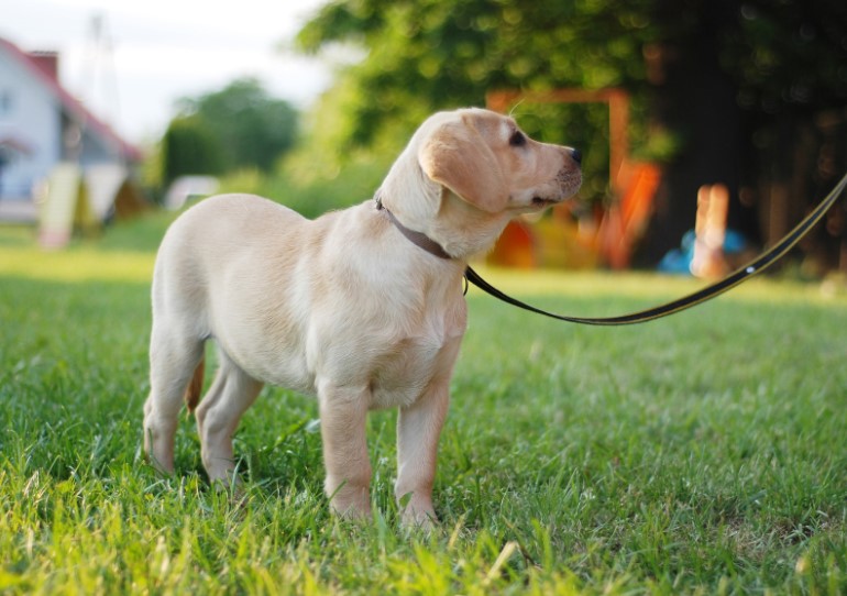 Köpek Eğitmeni Murat Güngör ile İstanbul’da Disiplinli ve Bilinçli Köpek Eğitimi