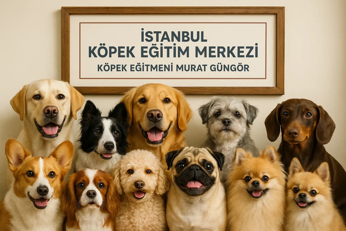 Köpek Kreşi ve Köpek Oteli Fiyatları 2025