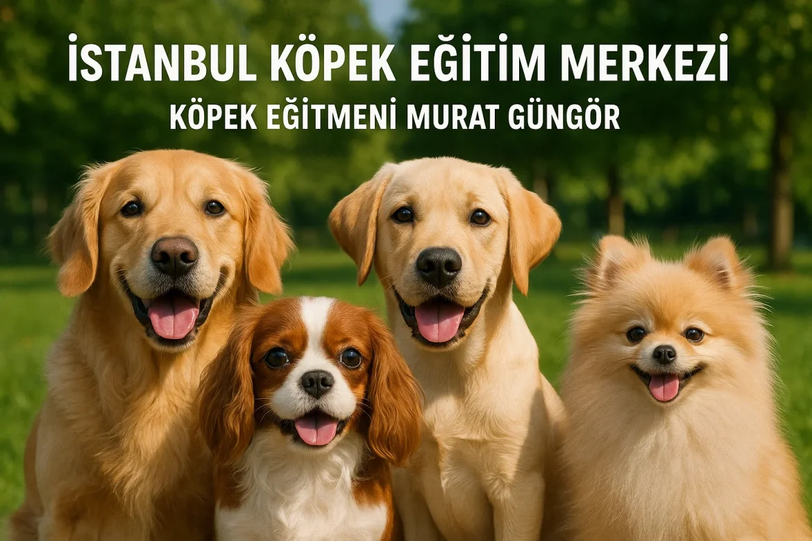 İstanbul Köpek Eğitiminde Sabır ve Sürekliliğin Önemi